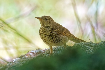 hermit%20thrush%20bob%20walker.jpg