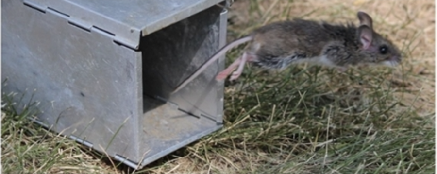 mouse.png