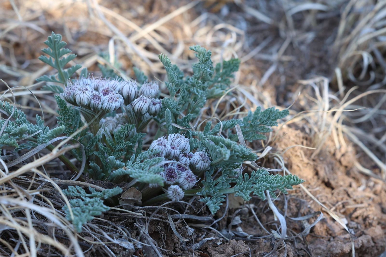 craigmartin-native%20flower.jpg